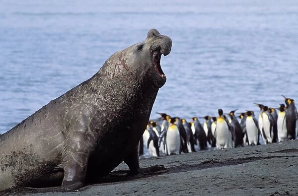 Southern Elephant Seal -Mirounga leonina-, King Penguins -Aptenodytes patagonicus-, South Georgia, South Atlantic, Antarctica