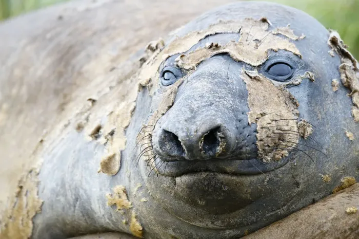 Framed Print : Southern Elephant Seal (Mirounga leonina) Framed Print : Southern Elephant Seal (Mirounga leonina)