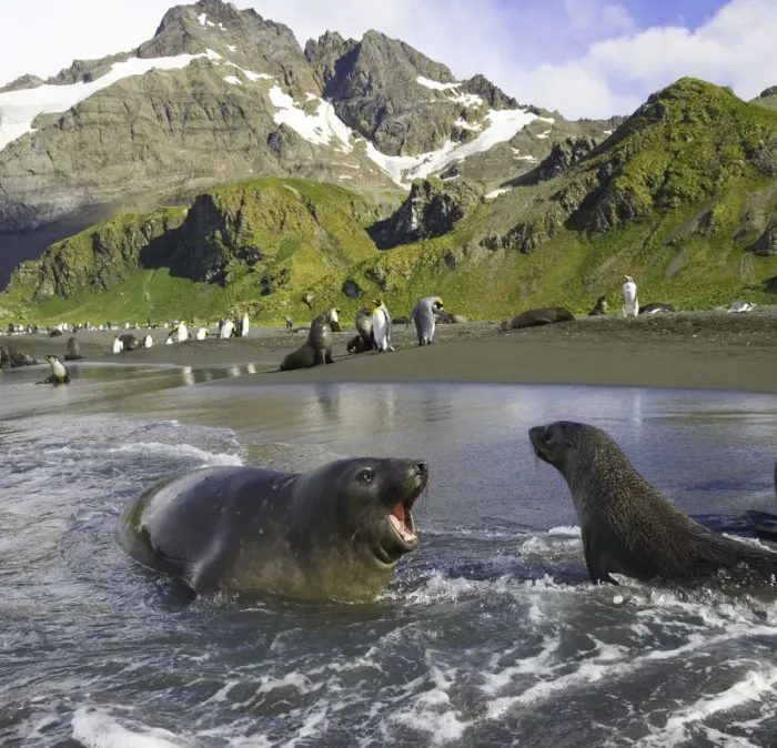 Framed Print : Southern elephant seal pup barking at Antarctic fur seal in surf