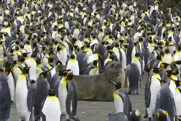 Framed Print : Southern elephant seal pup in king penguin rookery