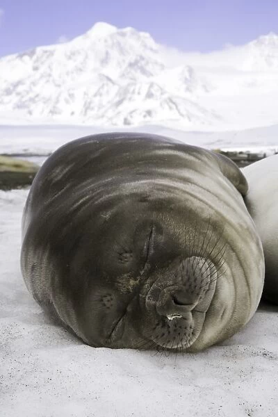 Southern elephant seal weaner pup asleep on beach