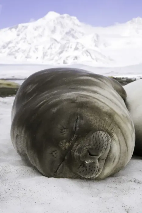Framed Print : Southern elephant seal weaner pup asleep on beach Framed Print : Southern elephant seal weaner pup asleep on beach