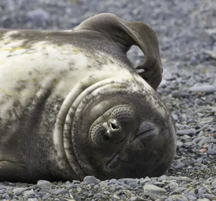 Framed Print : Southern elephant seal weaner pup resting on beach Framed Print : Southern elephant seal weaner pup resting on beach