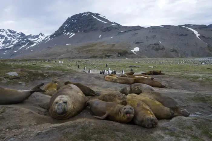 Framed Print : Southern Elephant Seals -Mirounga leonina-, males, various ages, St. Andrews Bay, South Georgia and the South Sandwich Islands, United Kingdom Framed Print : Southern Elephant Seals -Mirounga leonina-, males, various ages, St. Andrews Bay, South Georgia and the South Sandwich Islands, United Kingdom