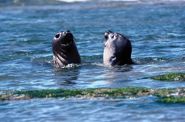 Southern Elephant Seals (Mirounga leonine) interacting