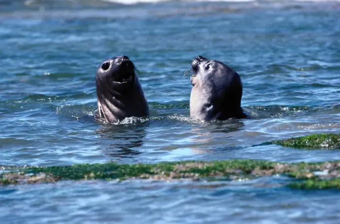 Framed Print : Southern Elephant Seals (Mirounga leonine) interacting Framed Print : Southern Elephant Seals (Mirounga leonine) interacting