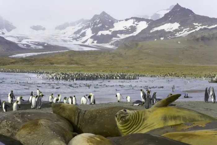 Framed Print : Southern elephant seals molting on beach in king penguin rookery