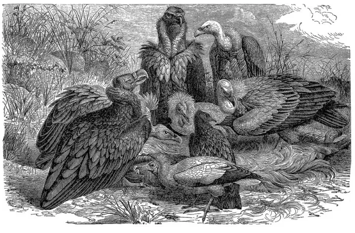 Framed Print : Southern European vultures Framed Print : Southern European vultures