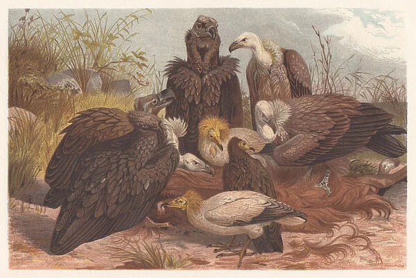Southern European vultures, lithograph, published in 1882