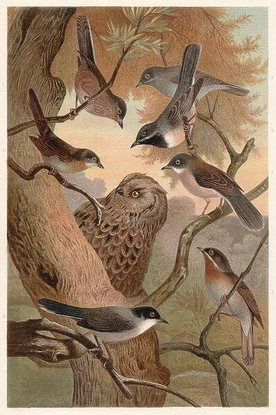 Southern European warblers, lithograph, published in 1882