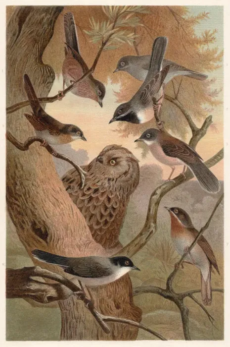Framed Print : Southern European warblers, lithograph, published in 1882 Framed Print : Southern European warblers, lithograph, published in 1882