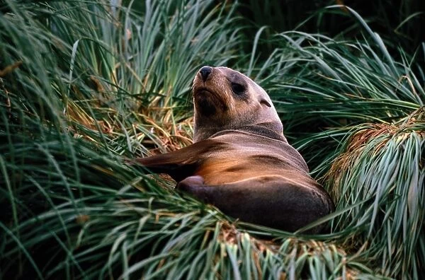 Southern Fur Seal (Arctocephalus gazella) lounging in tall grass