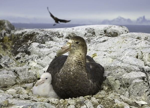 Southern giant petrel and chick, Antarctic Pen