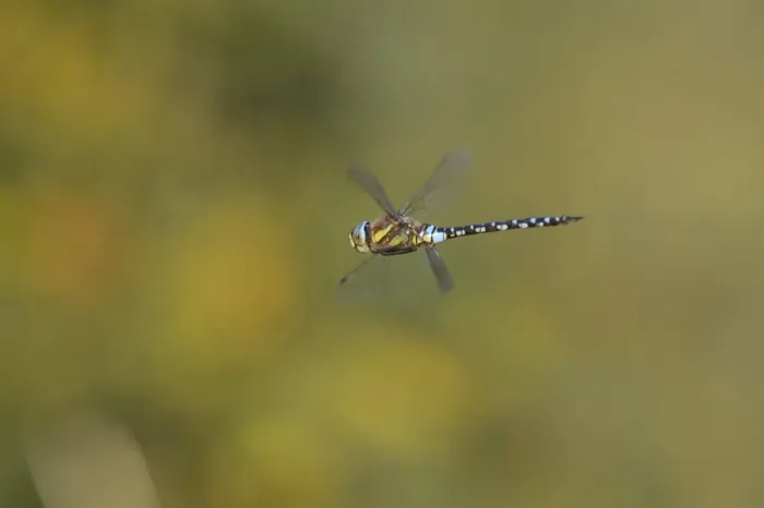 Framed Print : Southern Hawker -Aeshna cyanea- in flight, North Rhine-Westphalia, Germany Framed Print : Southern Hawker -Aeshna cyanea- in flight, North Rhine-Westphalia, Germany