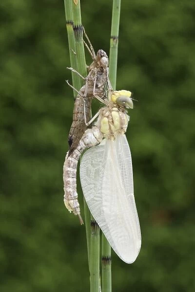 Southern Hawker or Blue Darner (Aeshna cyanea), dragonfly hatching from the larvae skin or exuvia, curved body and wings still hanging down limp, Allgaeu, Bavaria, Germany, Europe