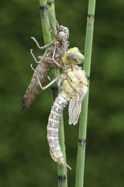 Southern Hawker or Blue Darner (Aeshna cyanea), dragonfly hatching from the larvae skin or exuvia, wings still folded, Allgaeu, Bavaria, Germany, Europe