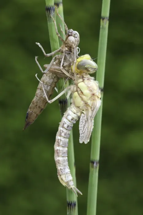 Framed Print : Southern Hawker or Blue Darner (Aeshna cyanea), dragonfly hatching from the larvae skin or exuvia, wings still folded, Allgaeu, Bavaria, Germany, Europe Framed Print : Southern Hawker or Blue Darner (Aeshna cyanea), dragonfly hatching from the larvae skin or exuvia, wings still folded, Allgaeu, Bavaria, Germany, Europe