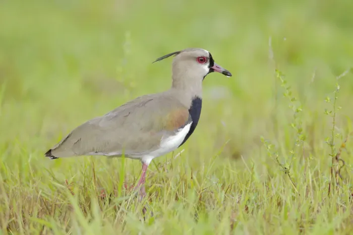Framed Print : Southern Lapwing (Vanellus chilensis) Framed Print : Southern Lapwing (Vanellus chilensis)