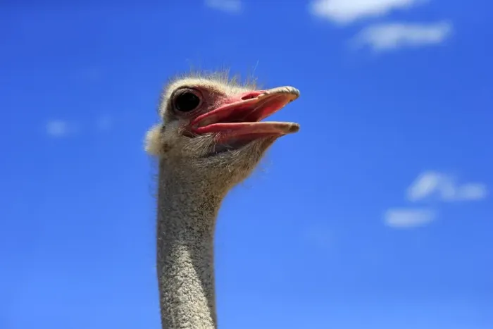 Framed Print : Southern Ostrich -Struthio camelus australis-, adult male, portrait, Little Karoo, Western Cape, South Africa Framed Print : Southern Ostrich -Struthio camelus australis-, adult male, portrait, Little Karoo, Western Cape, South Africa