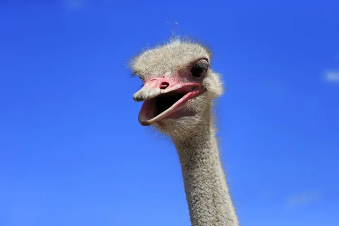 Framed Print : Southern Ostrich -Struthio camelus australis-, adult male, portrait, Little Karoo, Western Cape, South Africa Framed Print : Southern Ostrich -Struthio camelus australis-, adult male, portrait, Little Karoo, Western Cape, South Africa