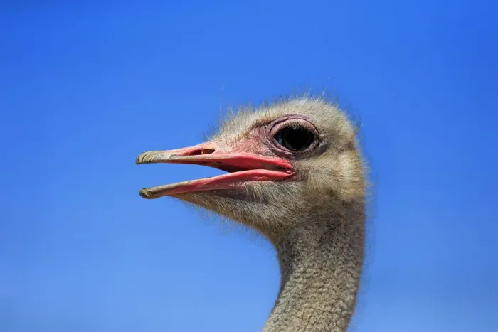 Framed Print : Southern Ostrich -Struthio camelus australis-, adult male, portrait, Little Karoo, Western Cape, South Africa Framed Print : Southern Ostrich -Struthio camelus australis-, adult male, portrait, Little Karoo, Western Cape, South Africa