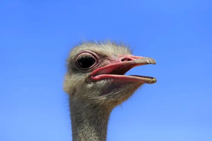 Framed Print : Southern Ostrich -Struthio camelus australis-, adult male, portrait, Little Karoo, Western Cape, South Africa Framed Print : Southern Ostrich -Struthio camelus australis-, adult male, portrait, Little Karoo, Western Cape, South Africa