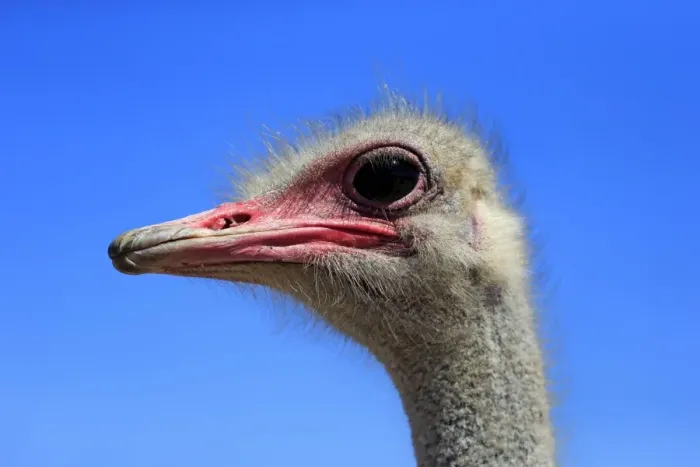 Framed Print : Southern Ostrich -Struthio camelus australis-, adult male, portrait, Little Karoo, Western Cape, South Africa Framed Print : Southern Ostrich -Struthio camelus australis-, adult male, portrait, Little Karoo, Western Cape, South Africa