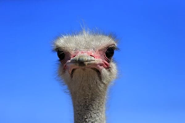 Southern Ostrich -Struthio camelus australis-, adult male, portrait, Little Karoo, Western Cape, South Africa