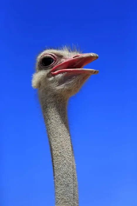 Framed Print : Southern Ostrich -Struthio camelus australis-, adult male, portrait, Little Karoo, Western Cape, South Africa Framed Print : Southern Ostrich -Struthio camelus australis-, adult male, portrait, Little Karoo, Western Cape, South Africa