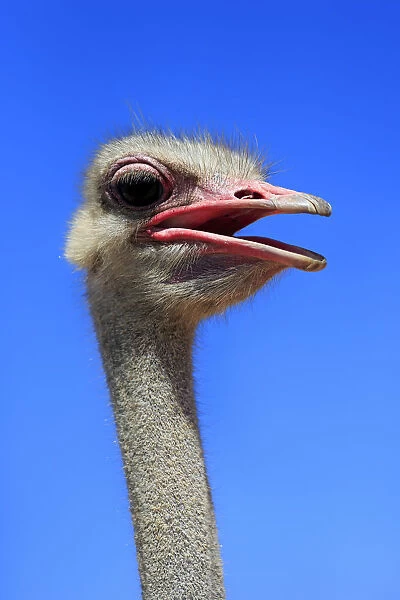 Southern Ostrich -Struthio camelus australis-, adult male, portrait, Little Karoo, Western Cape, South Africa