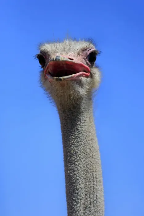 Framed Print : Southern Ostrich -Struthio camelus australis-, adult male, portrait, Little Karoo, Western Cape, South Africa Framed Print : Southern Ostrich -Struthio camelus australis-, adult male, portrait, Little Karoo, Western Cape, South Africa