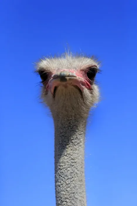 Framed Print : Southern Ostrich -Struthio camelus australis-, adult male, portrait, Little Karoo, Western Cape, South Africa Framed Print : Southern Ostrich -Struthio camelus australis-, adult male, portrait, Little Karoo, Western Cape, South Africa