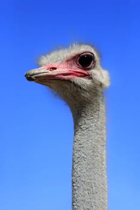Framed Print : Southern Ostrich -Struthio camelus australis-, adult male, portrait, Little Karoo, Western Cape, South Africa Framed Print : Southern Ostrich -Struthio camelus australis-, adult male, portrait, Little Karoo, Western Cape, South Africa