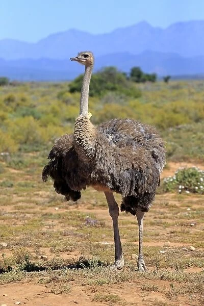 Southern Ostrich -Struthio camelus australis-, adult female, Little Karoo, Western Cape, South Africa