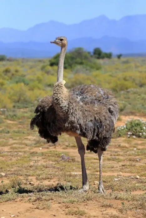 Framed Print : Southern Ostrich -Struthio camelus australis-, adult female, Little Karoo, Western Cape, South Africa Framed Print : Southern Ostrich -Struthio camelus australis-, adult female, Little Karoo, Western Cape, South Africa