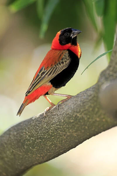 Southern Red Bishop -Euplectes orix-, adult perched on tree, Western Cape, South Africa