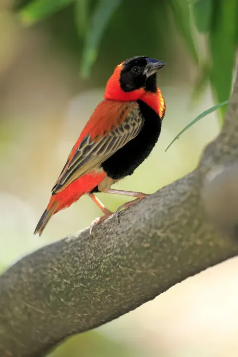 Framed Print : Southern Red Bishop -Euplectes orix-, adult perched on tree, Western Cape, South Africa Framed Print : Southern Red Bishop -Euplectes orix-, adult perched on tree, Western Cape, South Africa