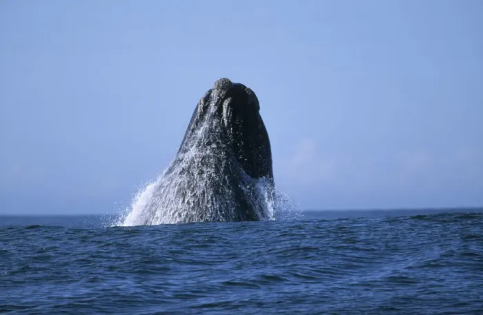 Framed Print : Southern Right Whale (Eubaleana Australis) Breaching the Ocean Surface Framed Print : Southern Right Whale (Eubaleana Australis) Breaching the Ocean Surface
