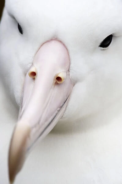 Southern Royal Albatross (Diomedea epomophora)
