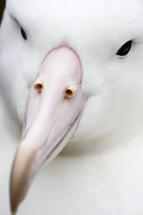 Framed Print : Southern Royal Albatross (Diomedea epomophora) Framed Print : Southern Royal Albatross (Diomedea epomophora)