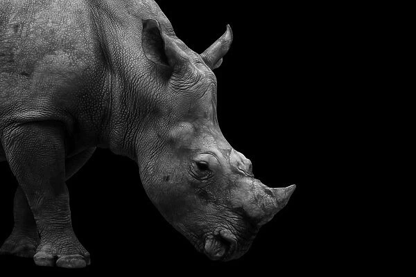 Southern White Rhinoceros Portrait Monochrome