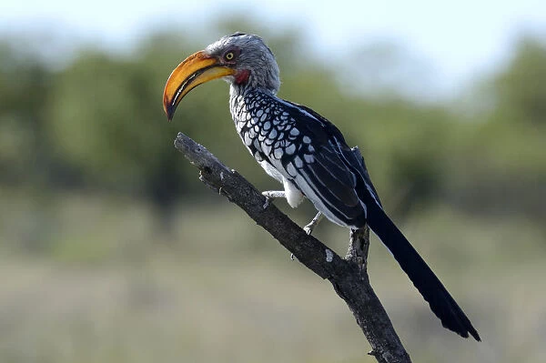 Southern Yellow-billed Hornbill -Tockus leucomelas-, Etosha National Park, Namibia