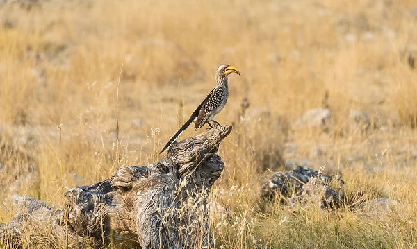 Southern Yellow-billed Hornbill -Tockus leucomelas- perched on an old tree stump, Etosha National Park, Namibia