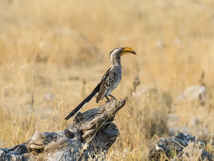Framed Print : Southern Yellow-billed Hornbill -Tockus leucomelas- perched on an old tree stump, Etosha National Park, Namibia Framed Print : Southern Yellow-billed Hornbill -Tockus leucomelas- perched on an old tree stump, Etosha National Park, Namibia