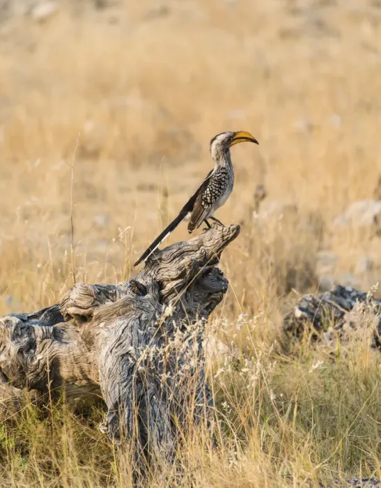 Framed Print : Southern Yellow-billed Hornbill -Tockus leucomelas- perched on an old tree stump, Etosha National Park, Namibia Framed Print : Southern Yellow-billed Hornbill -Tockus leucomelas- perched on an old tree stump, Etosha National Park, Namibia