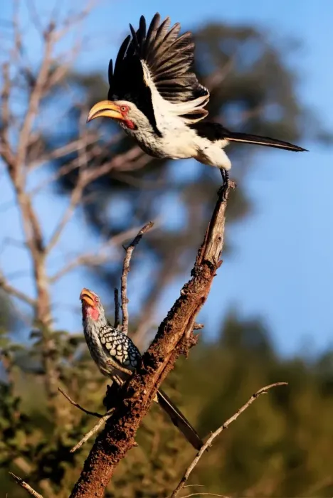 Framed Print : Southern Yellow-Billed Hornbills (The Banana Birds), Kruger National Park, South Africa