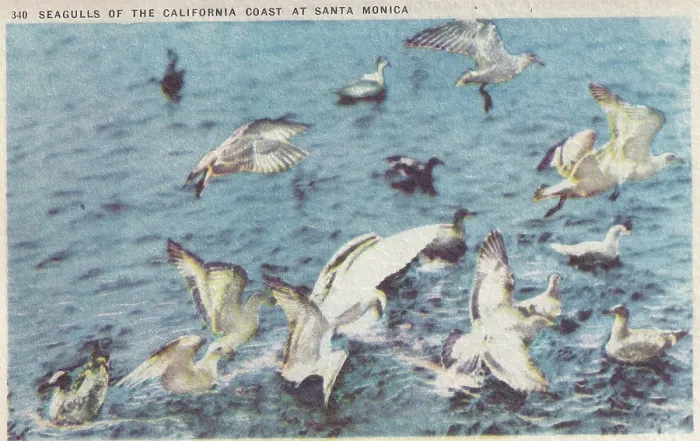 Framed Print : Souvenir postcard, Seagulls, Santa Monica, California series, 1947 Framed Print : Souvenir postcard, Seagulls, Santa Monica, California series, 1947