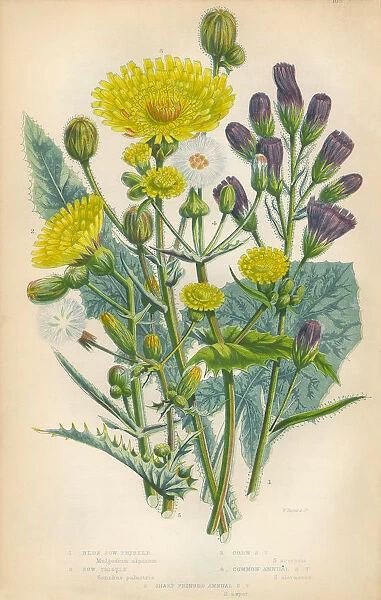 Sow Thistle, Thistle, Milk Thistle, Scotland, Victorian Botanical Illustration