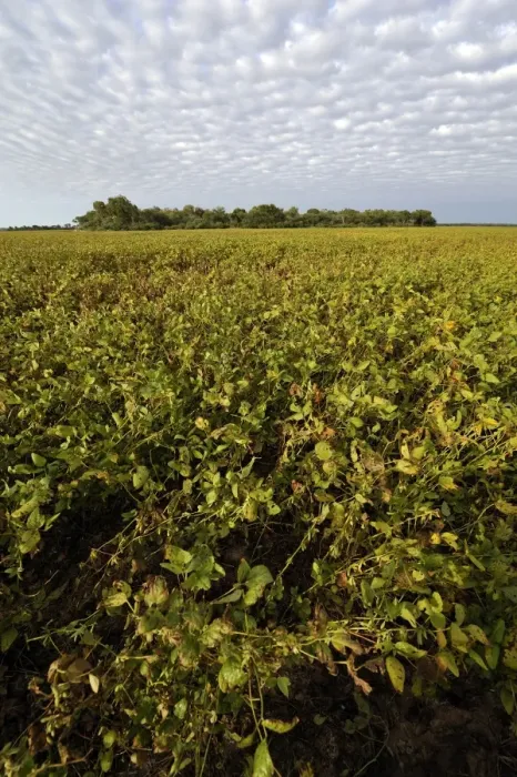 Framed Print : Soybean field and the remains of the original Chaco vegetation, Lomitas, Argentina, South America