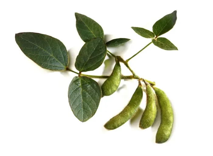 Framed Print : Soybeans -Glycine max- with leaves Framed Print : Soybeans -Glycine max- with leaves